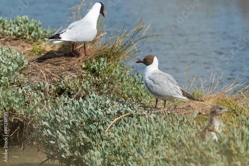 Mouette rieuse, nid,.Chroicocephalus ridibundus, Black headed Gull, Obione portulacoides, Obione, Marais salants, Guerande, 44, Loire Atlantique, France photo