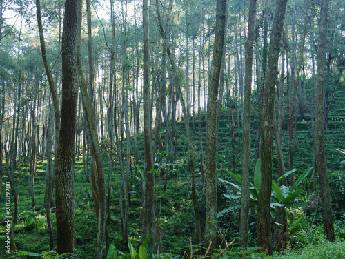 Morning light in beautiful jungle with pines