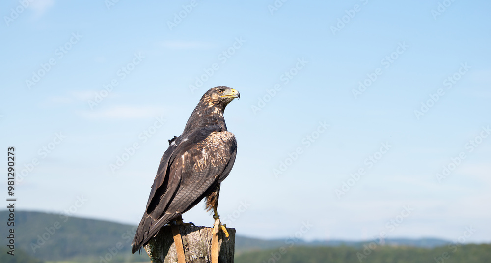 Fototapeta premium Black hawk, wildlife, raptor bird of prey on a tree trunk, habitat, forest and meadow landscape, Buteogallus anthracinus eagle
