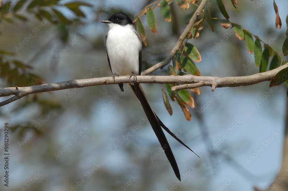 A bird perched on a branch, showcasing its long tail and contrasting black and white feathers. A bird perched on a branch, showcasing its long tail and contrasting black and white feathers.