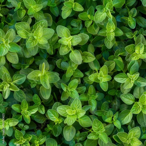 Oregano texture background, origanum vulgare green leaves pattern, wild marjoram banner, sweet marjoram