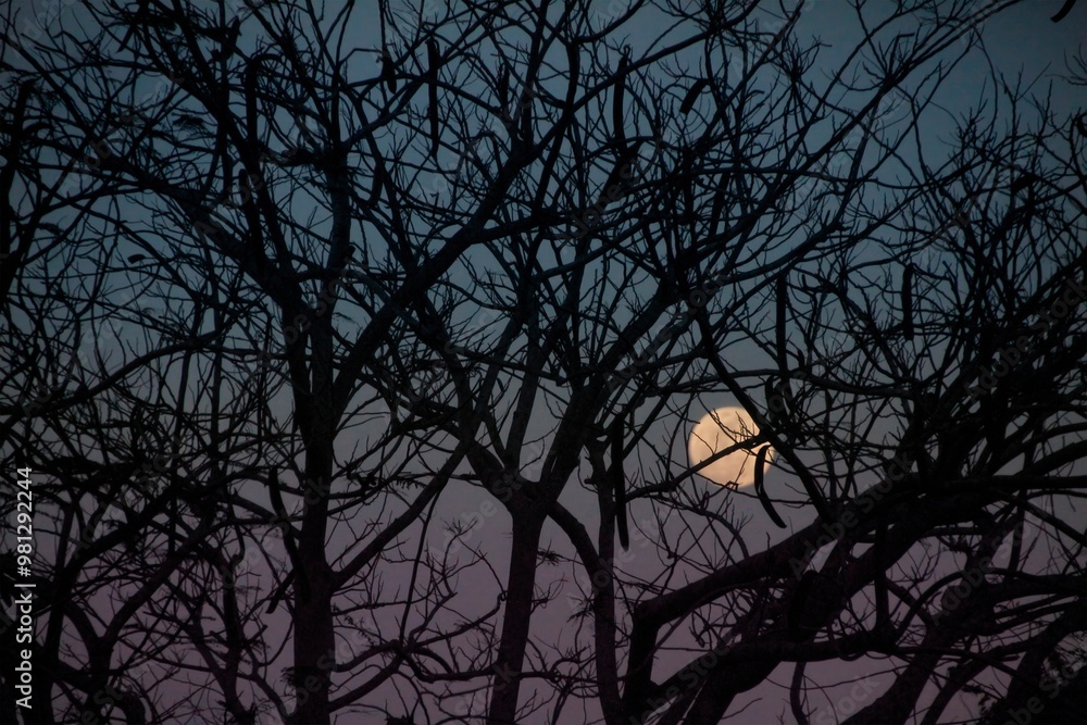 A serene night scene featuring a full moon partially obscured by bare tree branches.