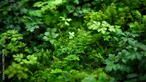 Lush green foliage fills frame, showcasing variety of vibrant plants and ferns. rich textures and shades of green create serene and refreshing atmosphere