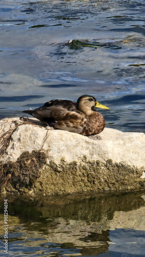 Duck on the rock