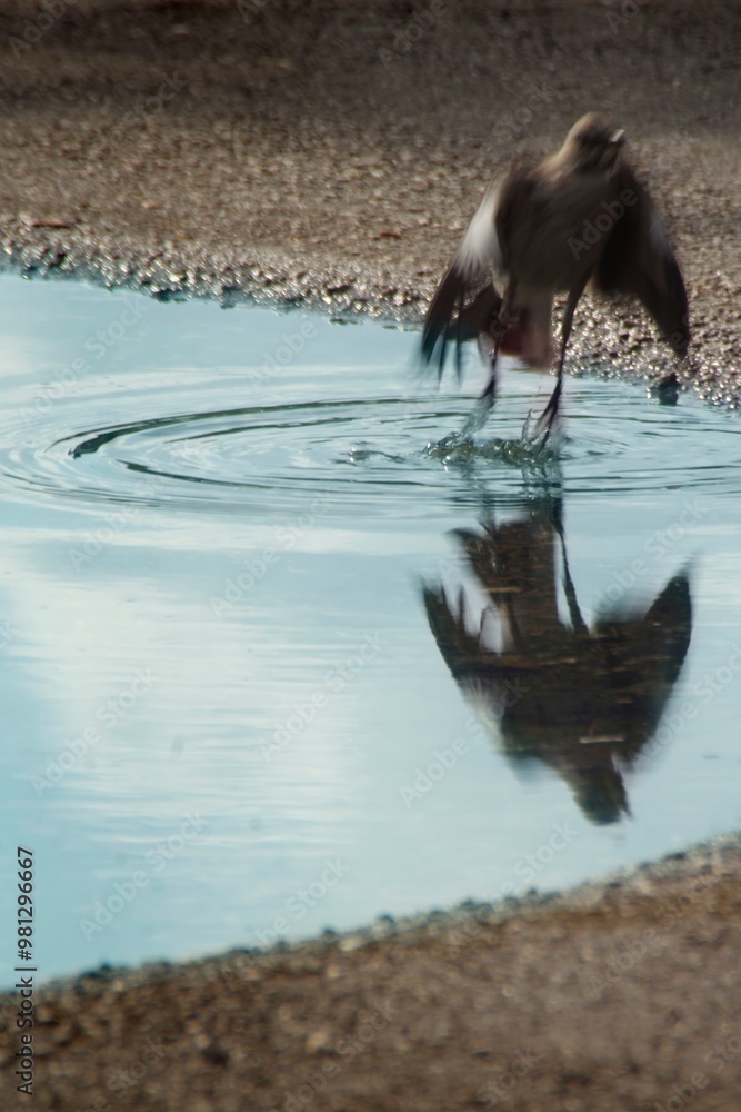 Fototapeta premium A bird splashes in a puddle, creating ripples and reflections in the water.
