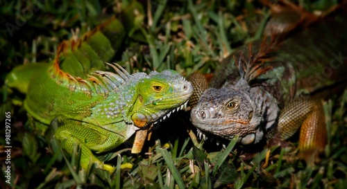 Wallpaper Mural Two iguanas resting on grass, showcasing their vibrant colors and textures. Torontodigital.ca