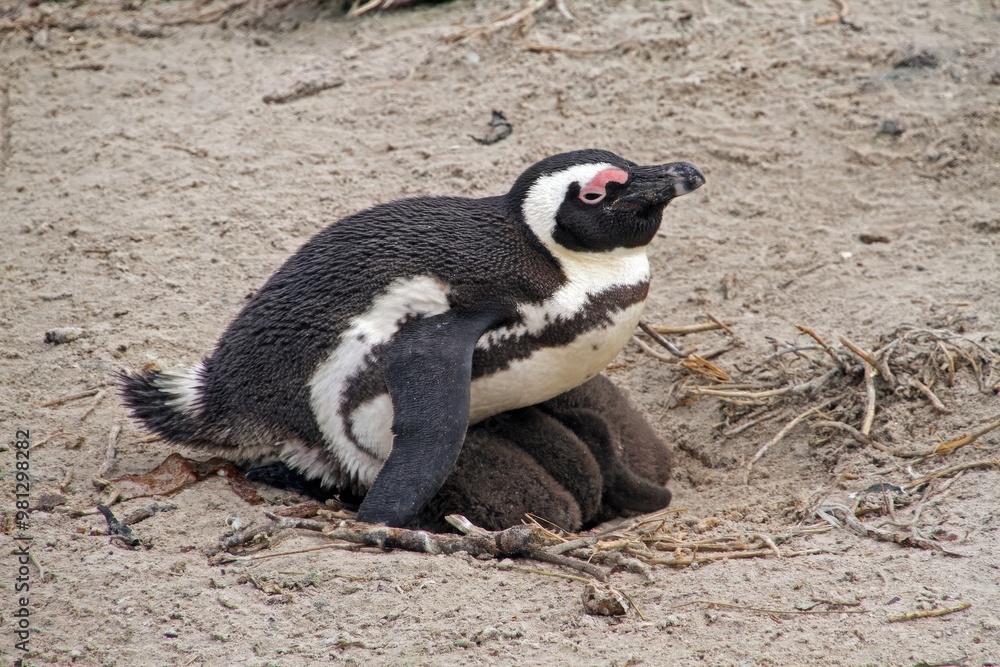 Fototapeta premium A penguin sitting protectively over its chicks in a sandy nest.