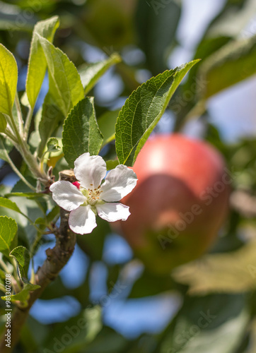 Reife Äpfel im alten Land  photo