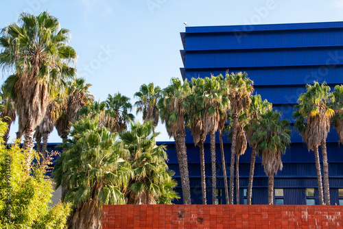 Palm trees in front of the building in Los Angeles, California photo