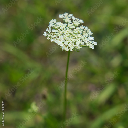 bloom