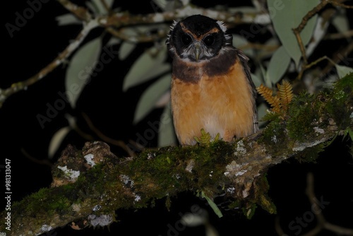 A nocturnal bird perched on a mossy branch in a dimly lit environment. photo