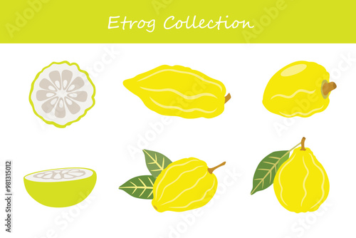 etrog collection in different poses. Vector illustration.