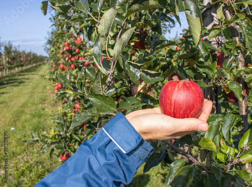 Reife Äpfel im Alten Land photo