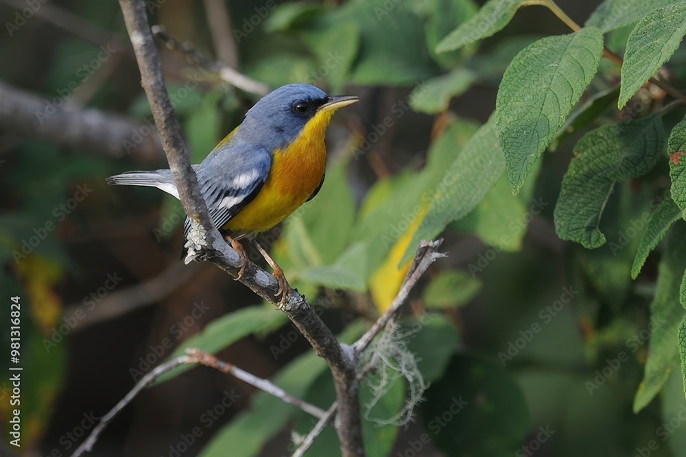 A colorful bird perched on a branch amidst green foliage.