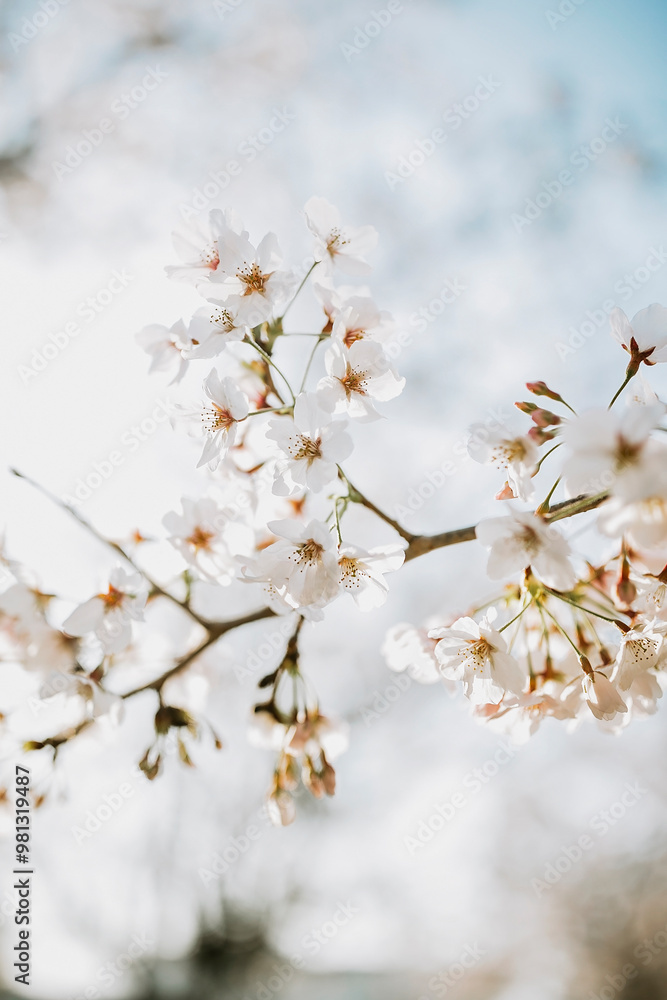 blossom in spring blossom in spring