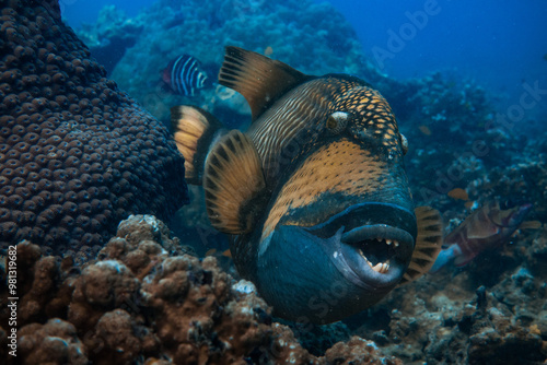 a close up of a trigger fish dangerous fish showing mouth