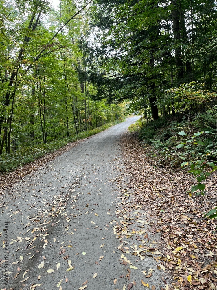 Obraz premium forest walk