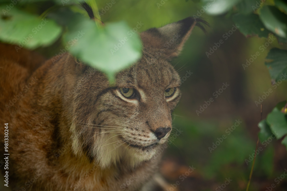 Obraz premium Eurasischer Luchs im Wald.
