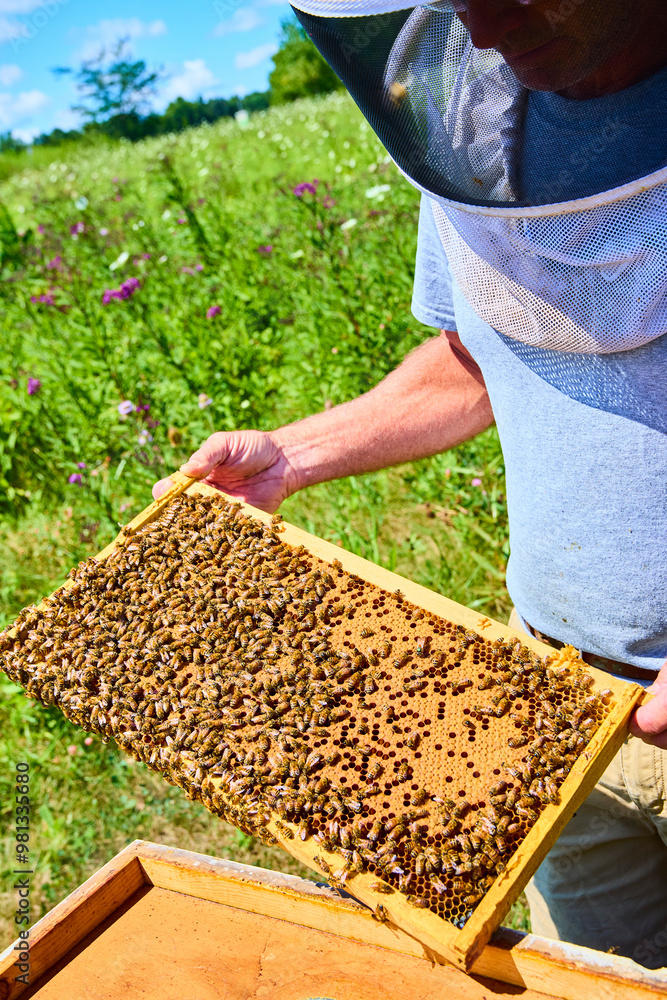 Beekeeper Inspecting Honeycomb Frame in Sunny Field Eye-Level View Beekeeper Inspecting Honeycomb Frame in Sunny Field Eye-Level View