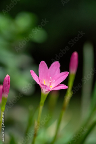 pink flower