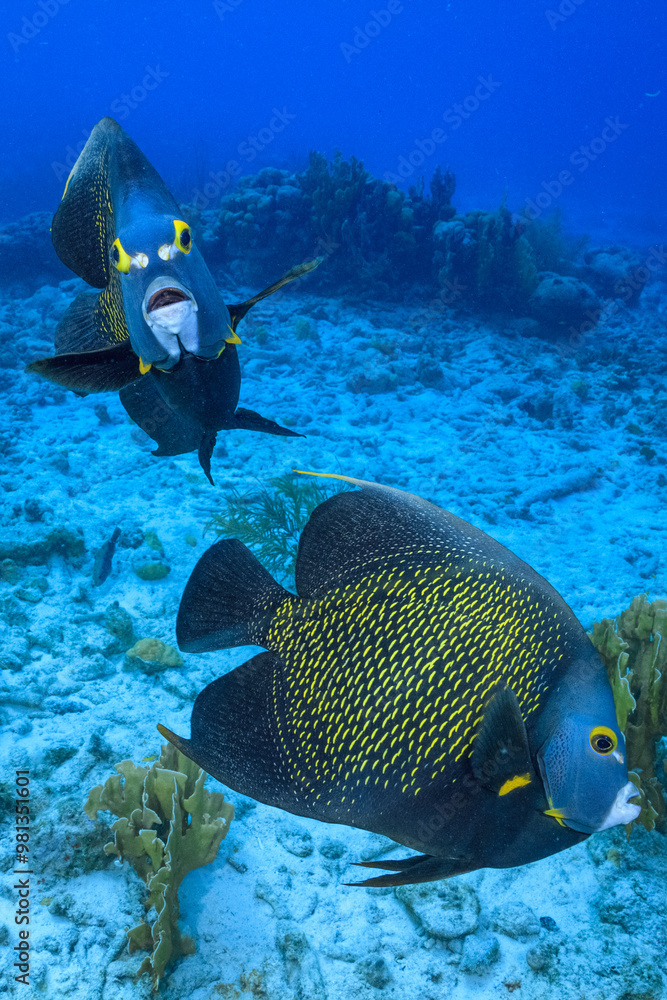 Fototapeta premium Pareja peces Ángel