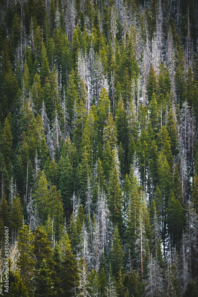 Dense forest of evergreen trees with a mix of green and dry foliage, a textured natural landscape. Dense forest of evergreen trees with a mix of green and dry foliage, a textured natural landscape.