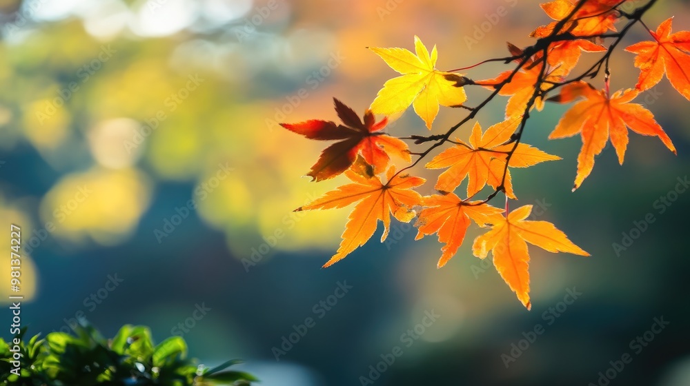 Close-Up of Vibrant Maple Leaves with Light and Shadow Close-Up of Vibrant Maple Leaves with Light and Shadow