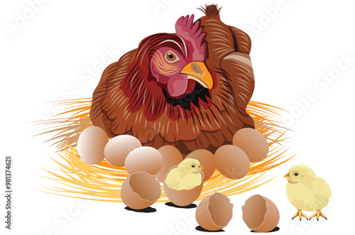 The hen is incubating the eggs.vector design