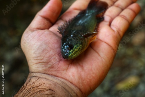 Big fresh anabas perch fish in hand in nice blur background HD