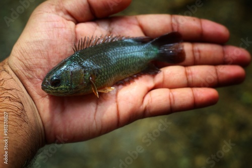 Big fresh anabas perch fish in hand in nice blur background HD photo