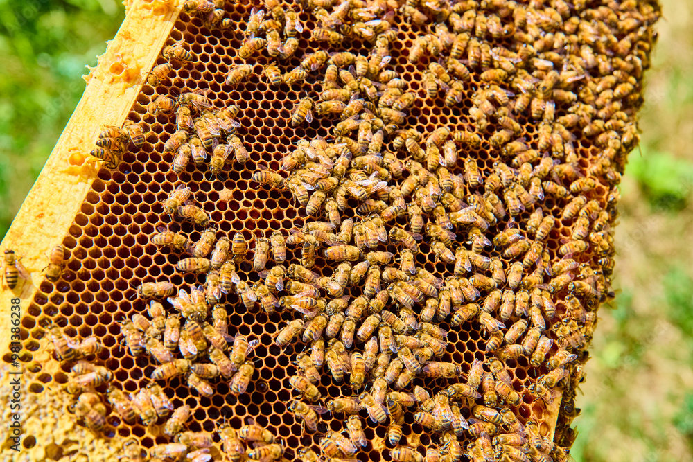 Honeybees in Motion on Honeycomb Close-Up in Sunlit Hive Honeybees in Motion on Honeycomb Close-Up in Sunlit Hive