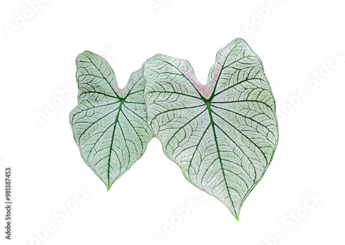 isolated leaves of Caladium bicolor (Aiton) Vent on white background. The leaves are heart shaped and come in a variety of colors. Soft and selective focus. photo