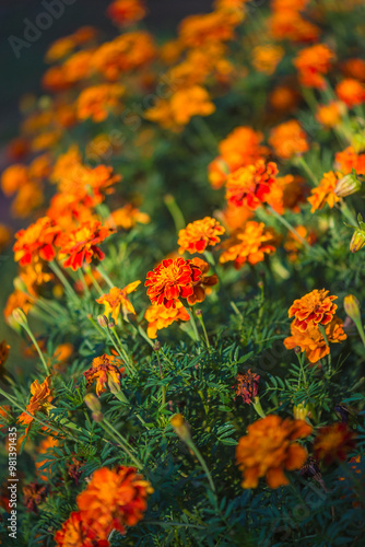 Beautiful marigold flowers in bloom on sunny day