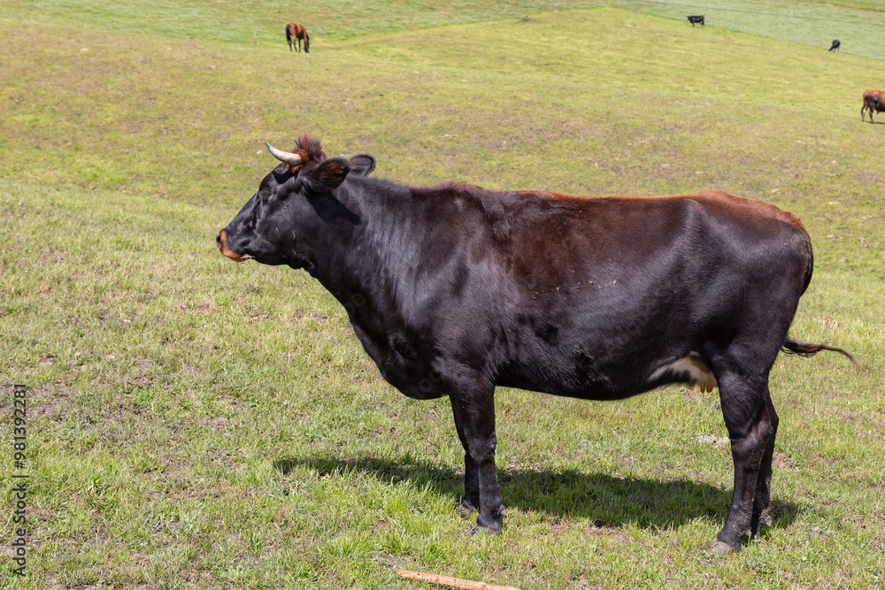 Andean landscape, cattle on farms Andean landscape, cattle on farms