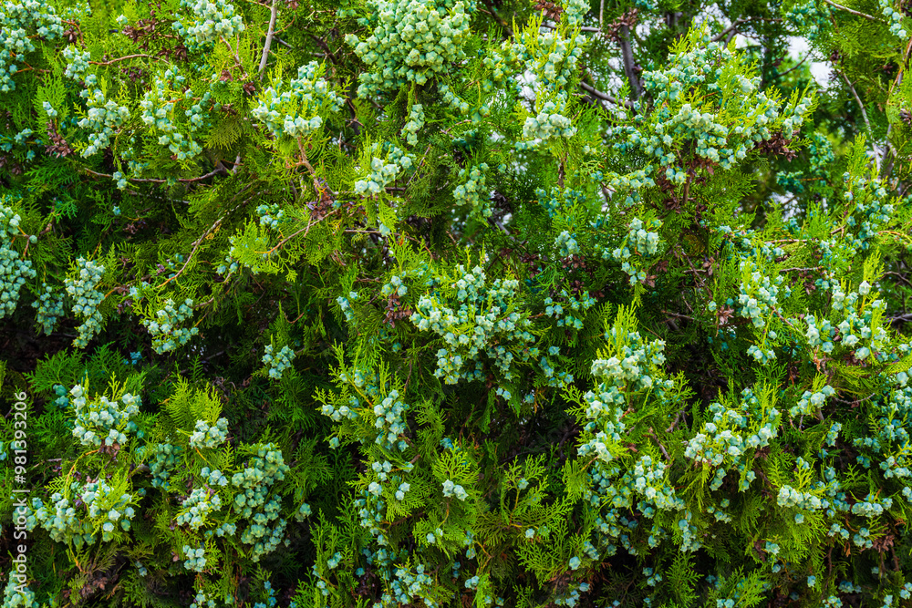 Many young cones on a green cypress tree Many young cones on a green cypress tree