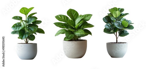 Wallpaper Mural Lush green indoor plants in modern pots, enhancing home decor with vibrant foliage and natural beauty. Perfect for adding freshness to any space Torontodigital.ca