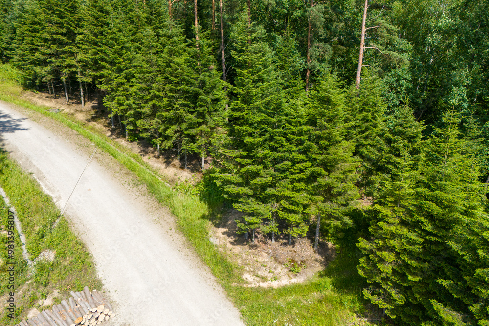 A serene aerial view of a winding dirt road surrounded by lush green pine trees, showcasing the beauty of nature and tranquility in the wilderness. A serene aerial view of a winding dirt road surrounded by lush green pine trees, showcasing the beauty of nature and tranquility in the wilderness.