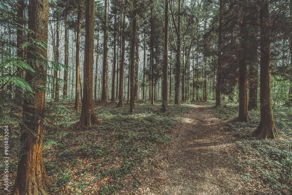 Obraz premium The beautiful blue jacinthes of the Hallerbos