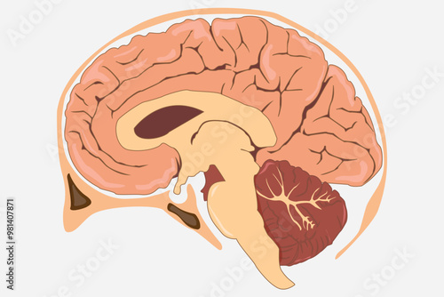 The illustration of a brain inside a split skull, viewed from the side. eps 10