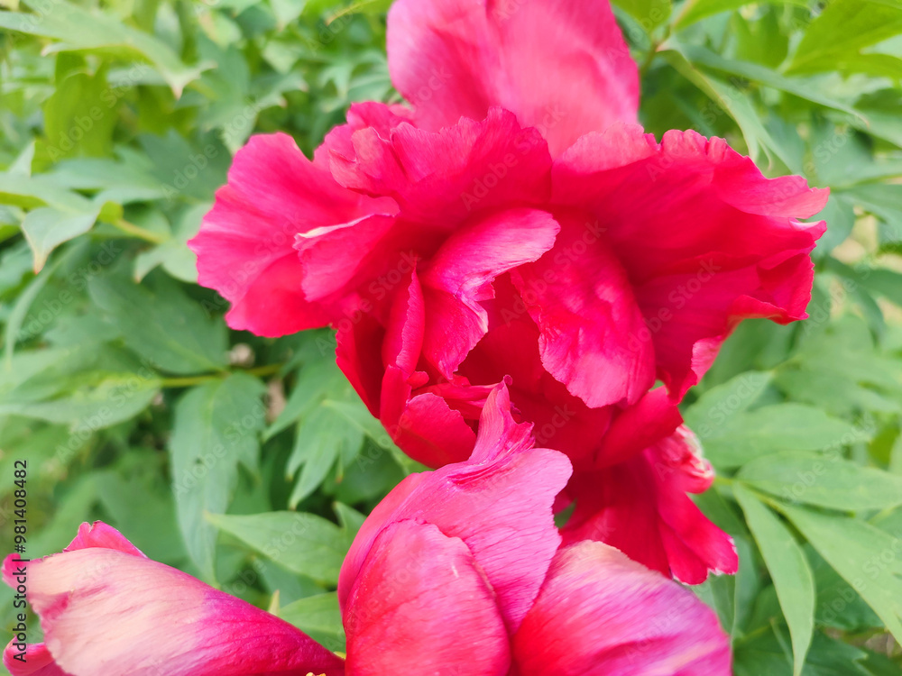 Tree peony flower. Large beautiful pink tree peony flower. Flower with bright pink inflorescence petals and green leaves close-up. Selection and breeding. Cultivated varietal flower. Paeonia. Nature. Tree peony flower. Large beautiful pink tree peony flower. Flower with bright pink inflorescence petals and green leaves close-up. Selection and breeding. Cultivated varietal flower. Paeonia. Nature.