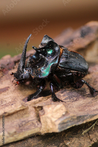 Coprophanaeus lancifer chilling on a tree photo