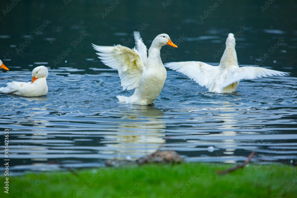 Happy domestic white duck bathing on the lake. Happy domestic white duck bathing on the lake.