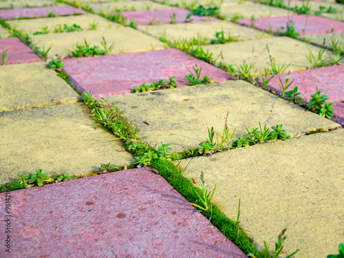 Green grass grows between the seams of paving slabs photo