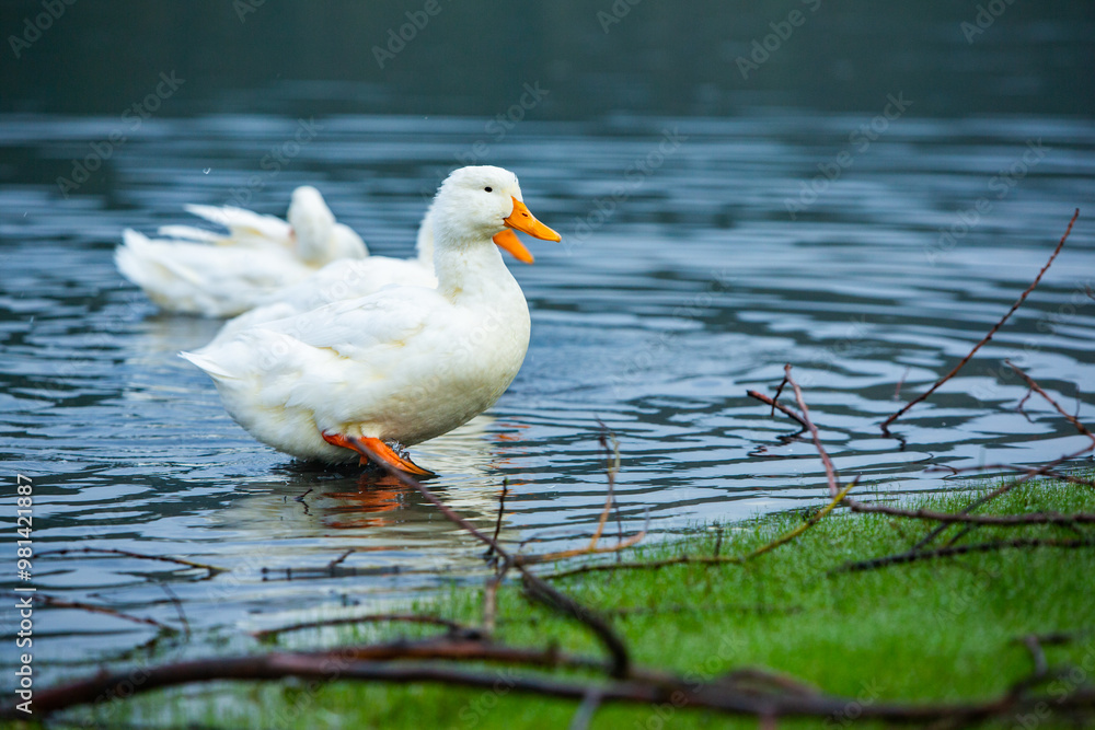 Happy domestic white duck bathing on the lake. Happy domestic white duck bathing on the lake.