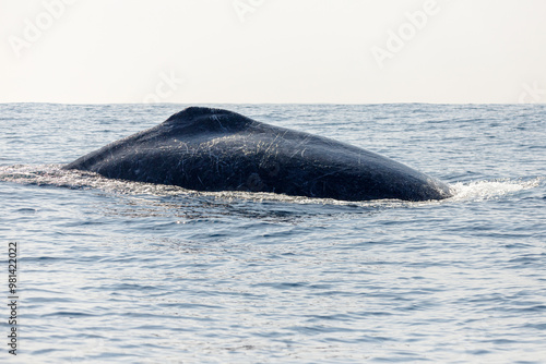 migration of humpback whales in the sea of ​​Rio de Janeiro.