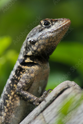Tropidurus torquatus taking a sun bath