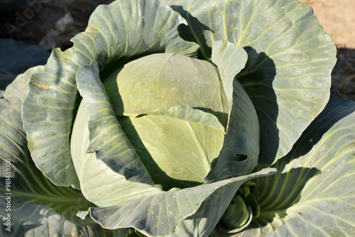 Large head of cabbage with wide leaves, top view. photo