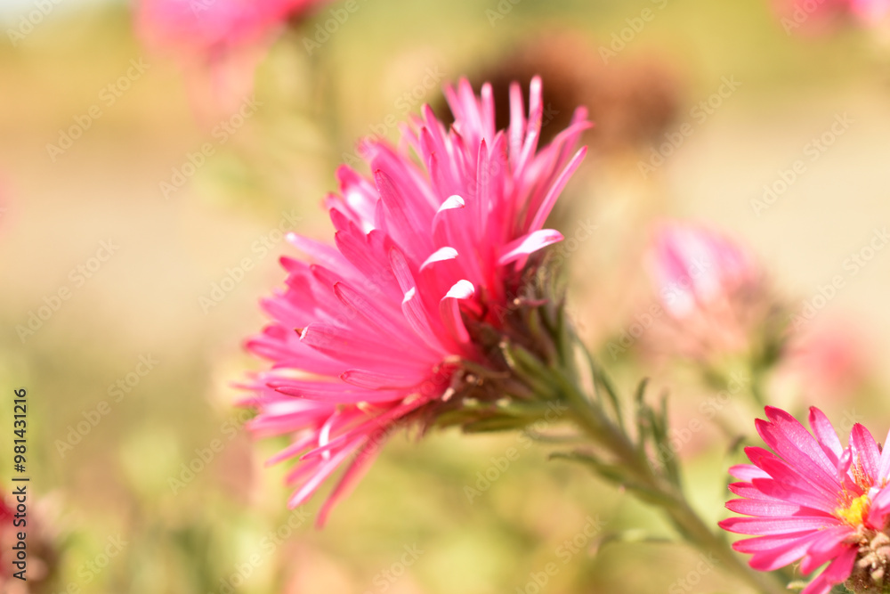 Greeting card. Pink aster flower background image. Greeting card. Pink aster flower background image.