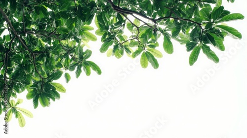 tropical tree with lush green leaves and intricate branches isolated on a clean white background perfect for nature themed designs green foliage