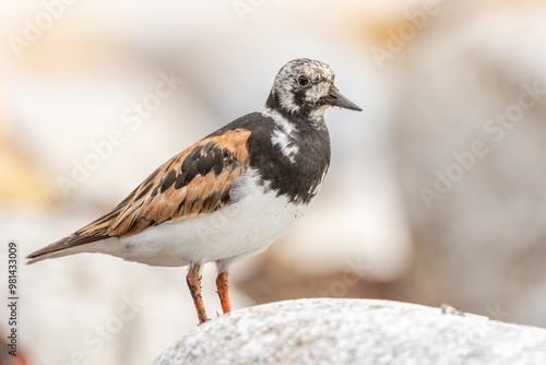 Ruddy Turnstone (Arenaria interpres) searching for food on an Atlantic coast shore.